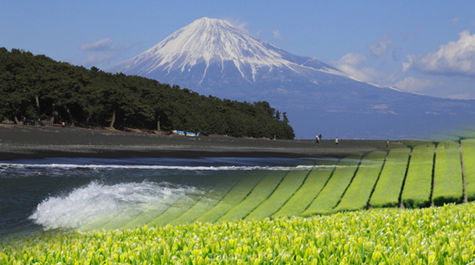 sizuoka_top